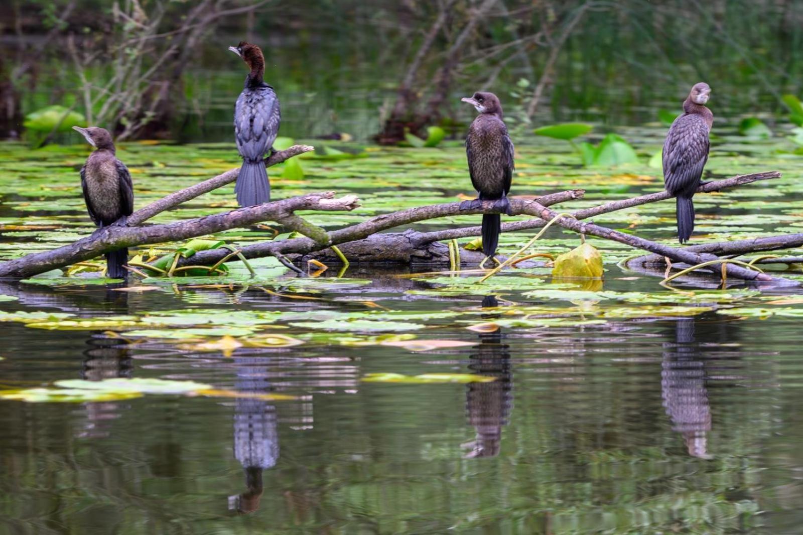 Affittacamere Skadar Family