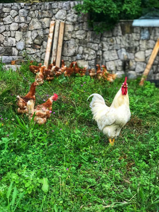 Skadar Family Guest house *